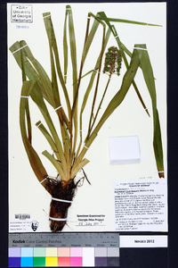 Amianthium muscitoxicum image