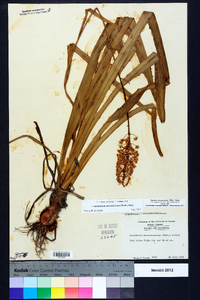 Amianthium muscitoxicum image