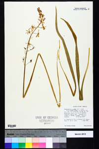 Camassia scilloides image