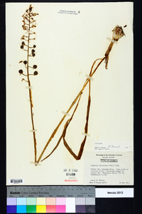 Camassia scilloides image