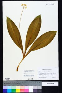 Clintonia umbellulata image