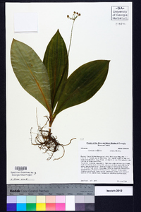 Clintonia umbellulata image