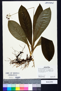 Clintonia umbellulata image