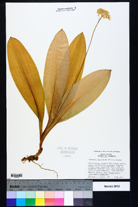 Clintonia umbellulata image