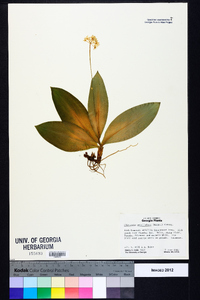 Clintonia umbellulata image