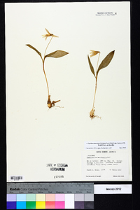 Erythronium americanum subsp. harperi image