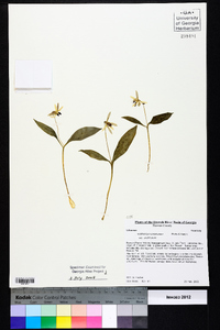 Erythronium umbilicatum image