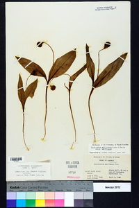Erythronium umbilicatum subsp. umbilicatum image