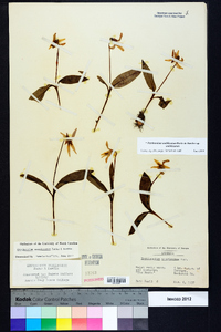 Erythronium umbilicatum subsp. umbilicatum image