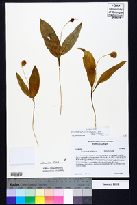 Erythronium umbilicatum image