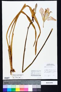 Hemerocallis fulva image