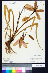 Hemerocallis fulva image