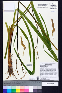 Hemerocallis fulva image