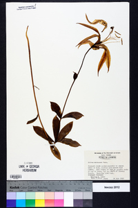 Lilium michauxii image