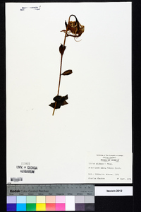 Lilium michauxii image