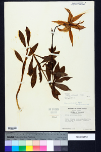 Lilium michauxii image