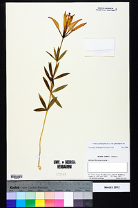 Lilium philadelphicum var. philadelphicum image
