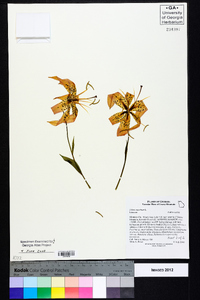 Lilium superbum image