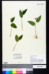 Maianthemum canadense image