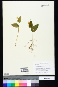 Maianthemum canadense image