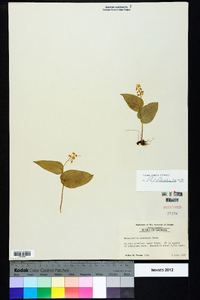 Maianthemum canadense image