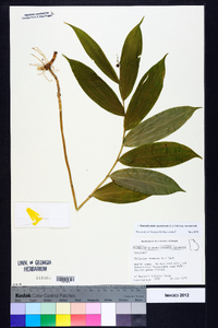 Maianthemum racemosum subsp. racemosum image