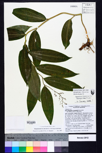 Maianthemum racemosum subsp. racemosum image