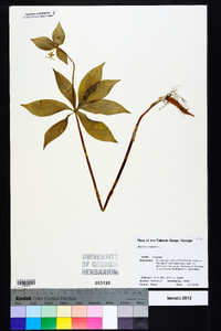 Medeola virginiana image