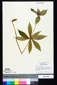 Medeola virginiana image