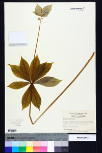 Medeola virginiana image