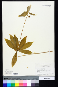 Medeola virginiana image