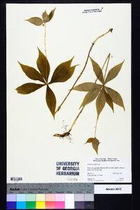 Medeola virginiana image