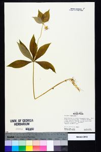 Medeola virginiana image