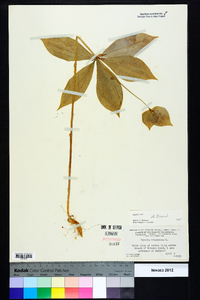 Medeola virginiana image