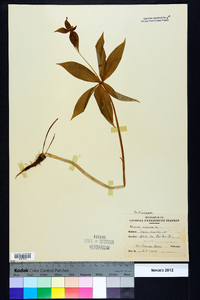 Medeola virginiana image