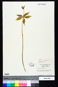 Medeola virginiana image