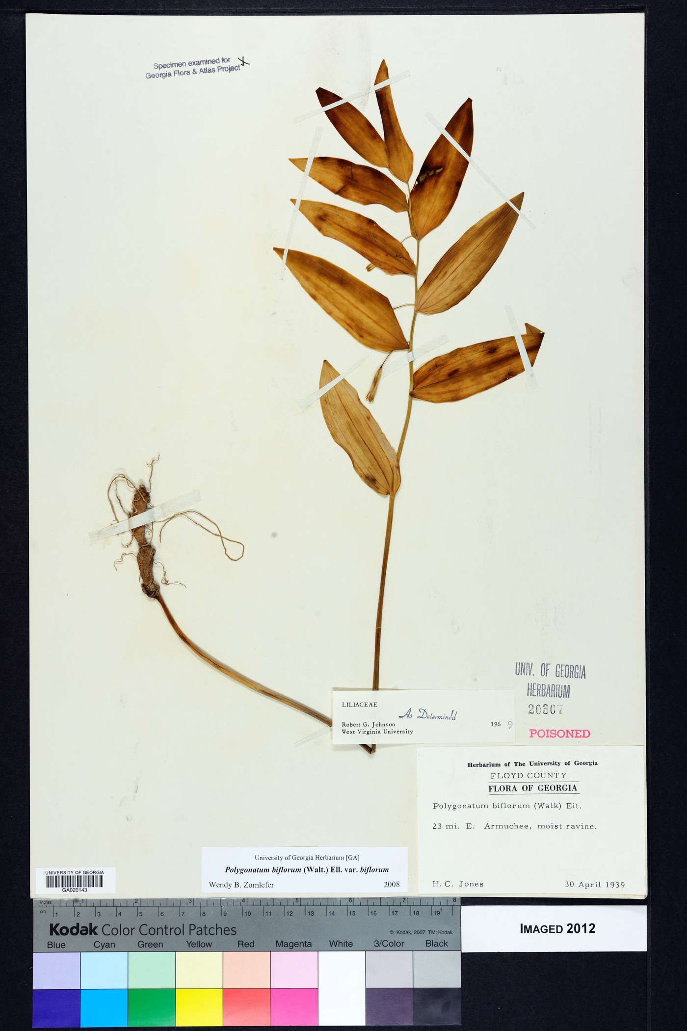 Polygonatum biflorum var. biflorum image