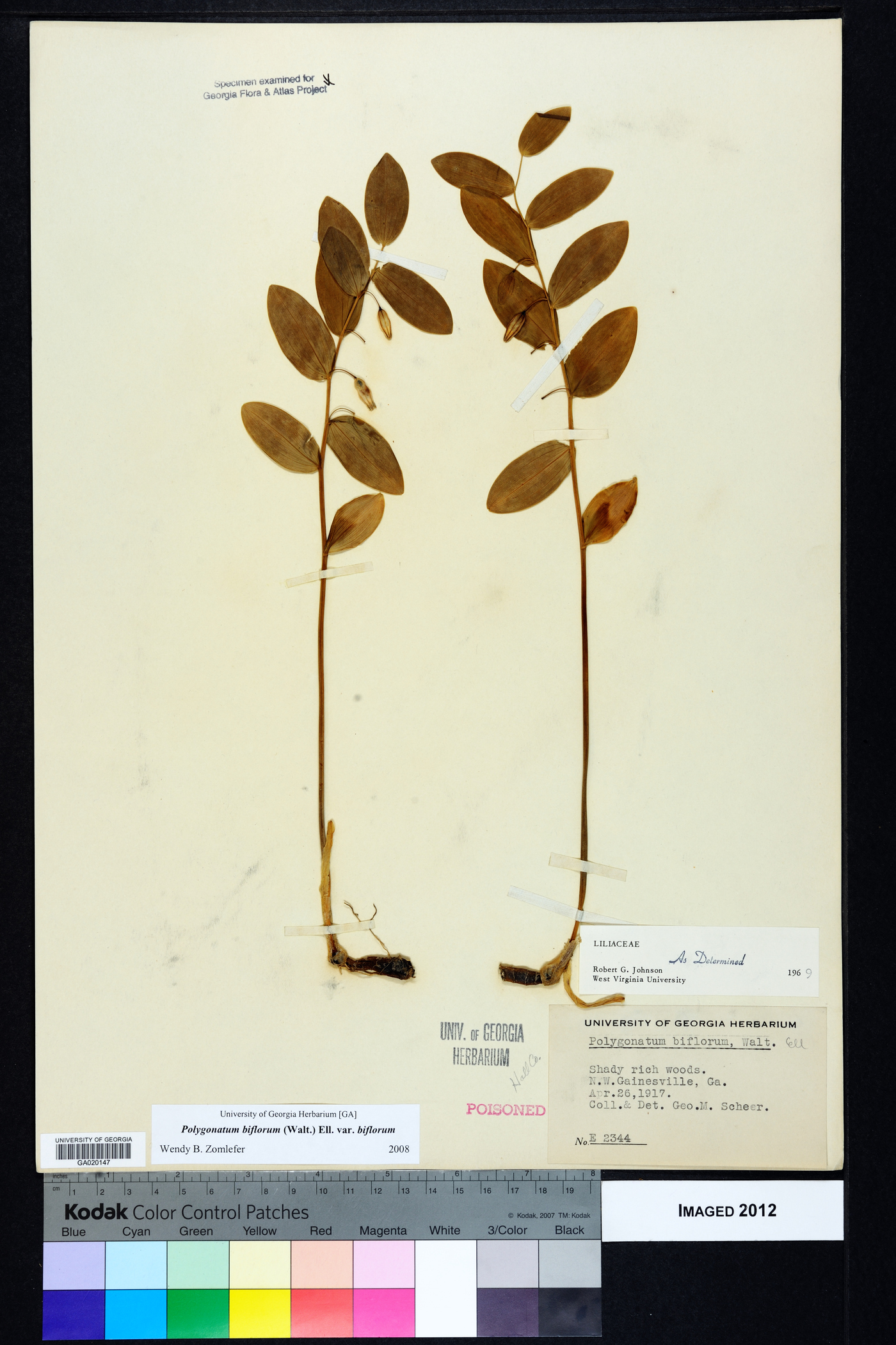 Polygonatum biflorum var. biflorum image
