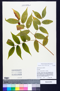 Prosartes lanuginosa image