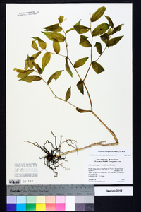 Prosartes lanuginosa image