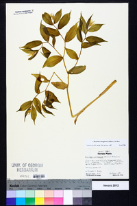 Prosartes lanuginosa image