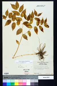 Prosartes lanuginosa image