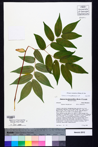 Prosartes lanuginosa image