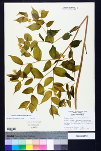 Prosartes lanuginosa image