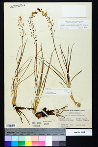 Schoenolirion croceum image