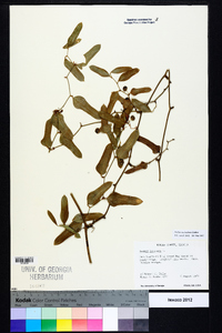 Smilax auriculata image