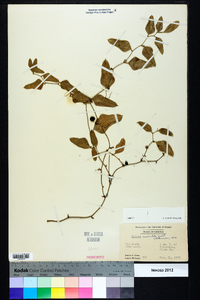 Smilax auriculata image