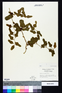 Smilax auriculata image