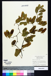 Smilax auriculata image