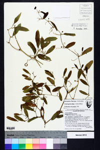 Smilax auriculata image